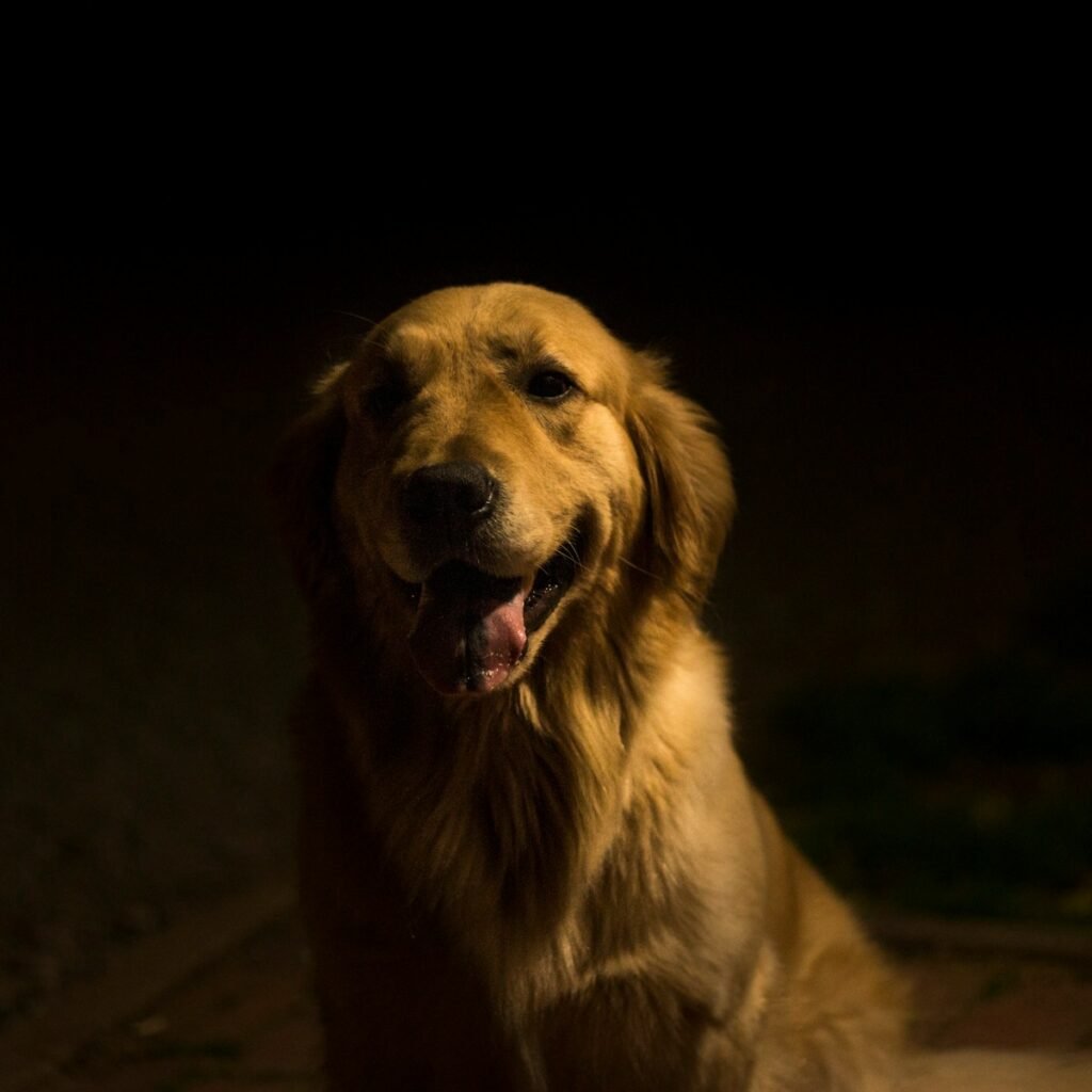 short-coated brown dog sitting on road
